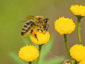 Alergia na jad owadów – co należy wiedzieć?